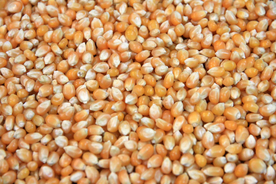 Schneider's Gourmet Popcorn Seed